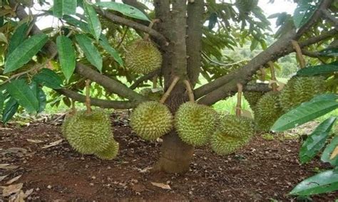 Cara Menanam Durian Agar Cepat Berbuah