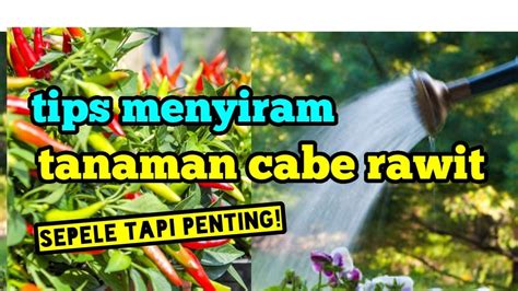 Tips Menyiram Tanaman Cabe Rawit Youtube