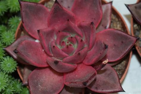 6 Types of Red Succulents - A-Z Animals