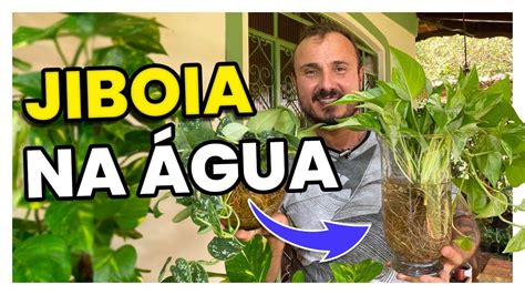 Como Cultivar Jiboia Na Gua Plantas Dicas De Jardinagem Cultivo De