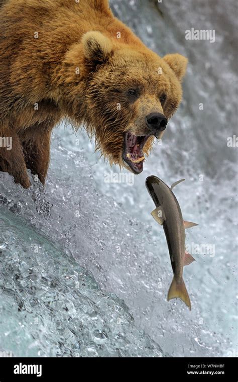 Grizzly Bear Ursus Arctos Horribilis Salmon Fishing In River Rapids