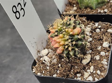 Gymnocalycium Variegated Cristata Crested Cactus Unique Rare Special