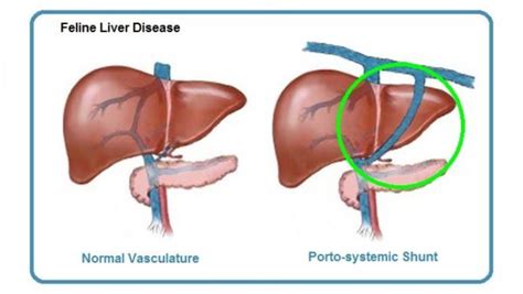 5. Porto-systemic Shunt - Dr. Bills Pet Nutrition