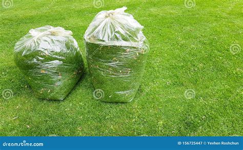 Fresh Grass Clippings In Garbage Bag On Green Grass Stock Image Image Of Garbage Lawnmower