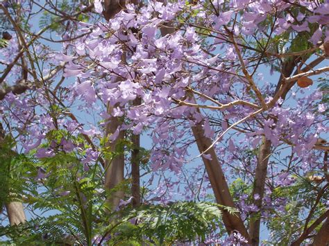 Mae's Food Blog: "Jacaranda" -- a Favorite Word