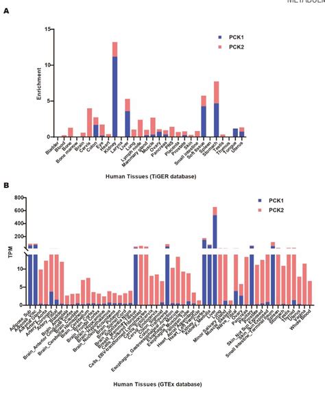 Figure 1 From Phosphoenolpyruvate Carboxykinase In Cell Metabolism