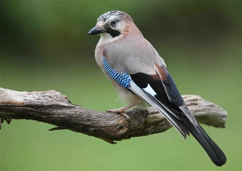 Eurasian Jay Alchetron The Free Social Encyclopedia