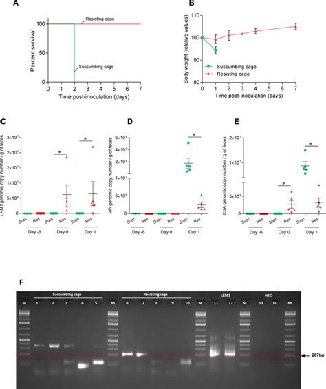 Variation In Susceptibility To C Difficile Vpi10463 Induced Disease