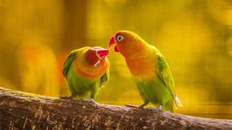 Wallpaper Parrot, love, kiss, birds close-up 1920x1200 HD Picture, Image