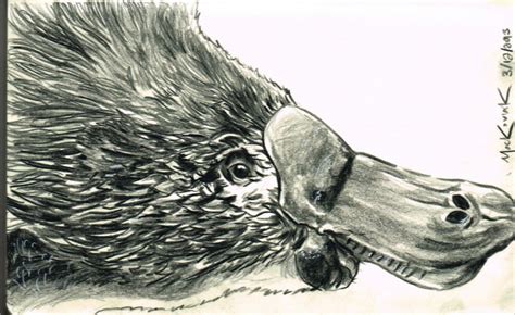 Platypus Sketch By Nickmockoviak On Deviantart
