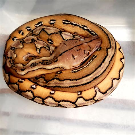 Marble Platinum Sunfire Het Purple Ot Indo Carmel Reticulated Python By Revered Retics Morphmarket