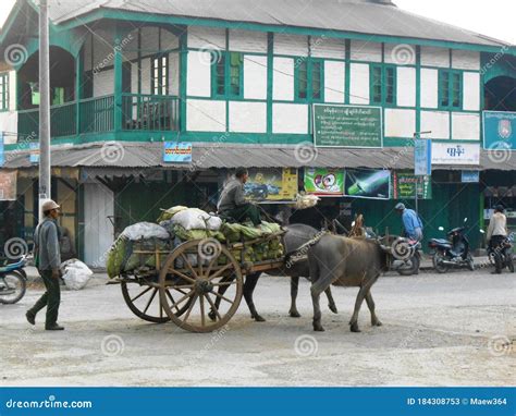 Buffalo Drawn Carriage Brings Goods To Market In Hsipaw Shan State