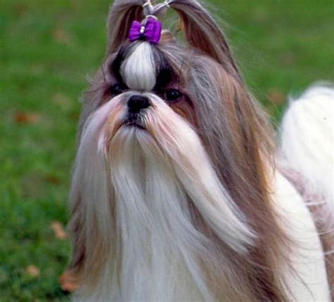 Todo Sobre El Shih Tzu Perro Shop