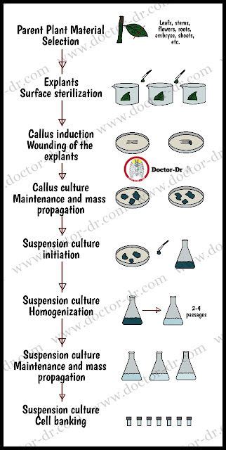 Cell Suspension Culture