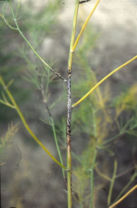 Asparagus Diseases Potato Mint And Asparagus Diseases Washington