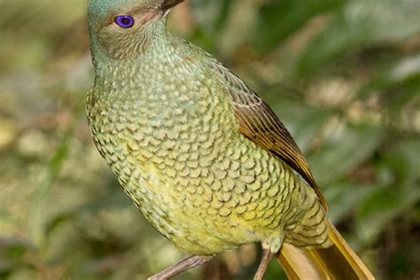 Wildlife At Lamington National Park