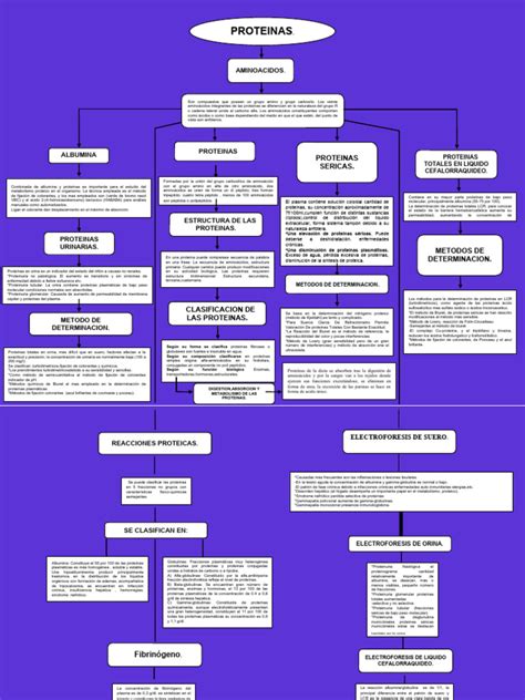 Mapa Conceptual De Proteinas Descargar Gratis Pdf Proteínas Aminoácidos