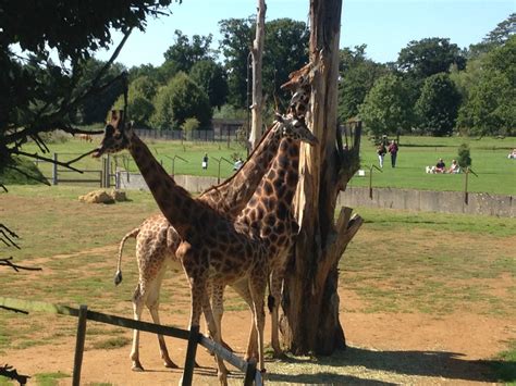 Cotswold Wildlife Park and Gardens - Red Kite Days