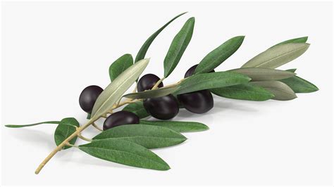 Olive Branch With Black Olives Lying D Model Ds Blend C D