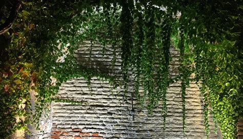 overgrown alcove | Overgrown, Tree, Plants