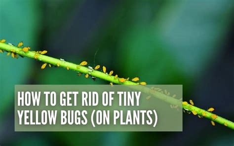 How To Get Rid Of Tiny Yellow Bugs To Save Your Plants