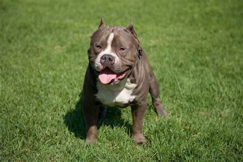 The White Red Nose Pitbull All The Truly Honest Facts Groomers Land
