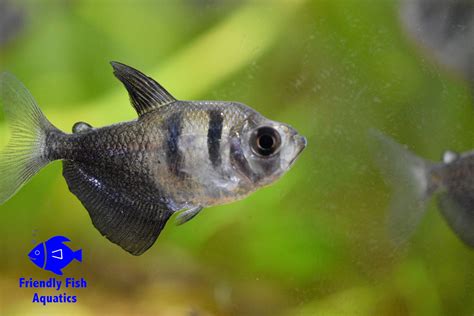 Black Widdow Tetra Friendly Fish Aquatics