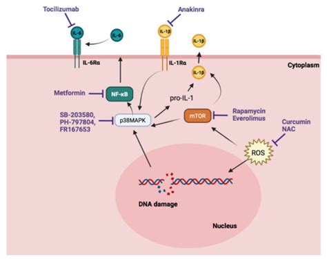 Senescence Alterations In Pulmonary Hypertension