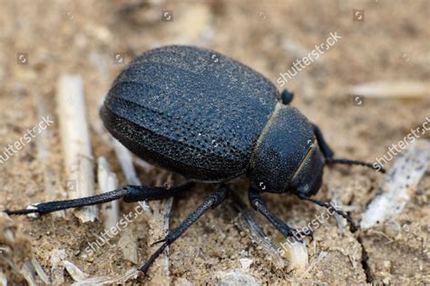 Namib Desert Beetle Editorial Stock Photo - Stock Image | Shutterstock