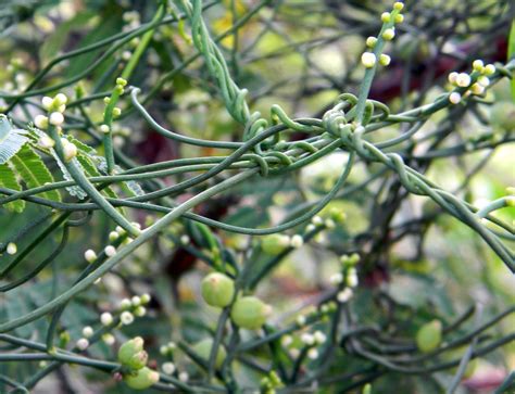 Cassytha Eflora Of India