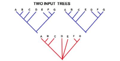 Lecture Estimating Phylogenies Flashcards Quizlet