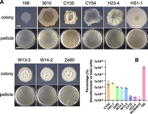 B Subtilis Environmental Strains Are Strong Biofilm Producers But Have