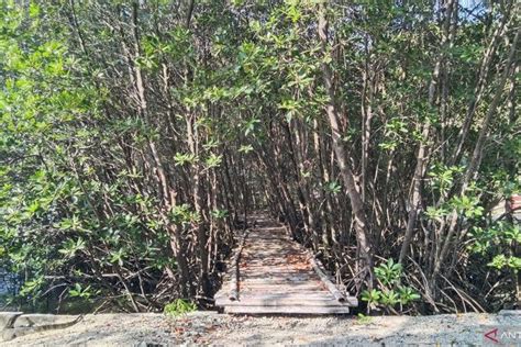 Foto Jakarta Rentan Banjir Rob Realisasi Penanaman Mangrove Baru 54