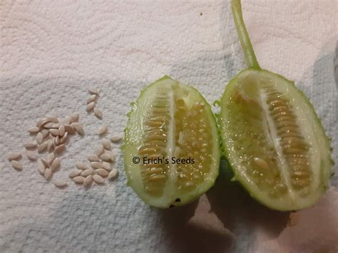 30 West Indian Burr Gherkin Seeds Heirloom Cucumbers Ebay