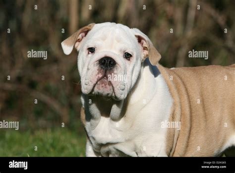 Razas de perros ingleses fotografías e imágenes de alta resolución Alamy