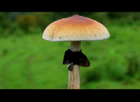 Psilocybe Cubensis San Isidro Teonanacatl Lalografo Flickr