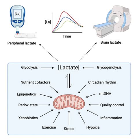 Lactate: A Theranostic Biomarker for Metabolic Psychiatry?