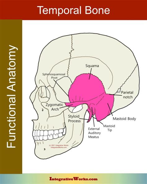 Temporal Bone - Functional Anatomy - Integrative Works