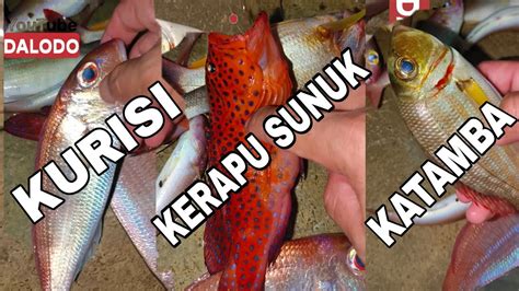 HASIL TANGKAPAN MALAM DI KAPAL APUNG IKAN MERAH MERAH SEMUAH KERAPU