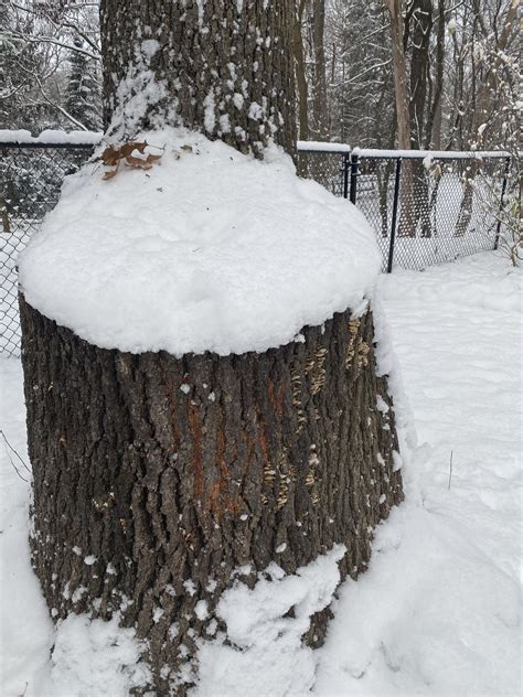 Fungus/Lichen Identification : r/arborists