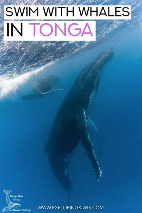 A Whale Swimming In The Ocean With Text Overlay Reading Swim With