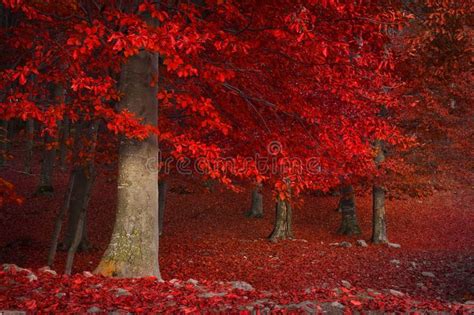 Red Leaves On The Ground And Trees With Rocks In The Foreground All