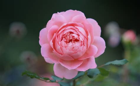 Free Photo Shallow Depth Of Field Photo Of Pink Rose Flower