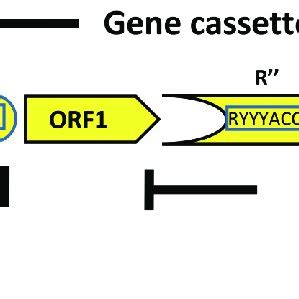 Schematic diagram of an integron structure. An integron is composed of... | Download Scientific ...