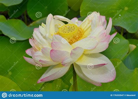 Flor De Loto Nelumbo Nucifera Conocida Por Varios Nombres Incluido El