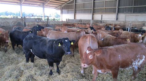 4 Rules On How To Rear Beef Cattle In A Small Farm