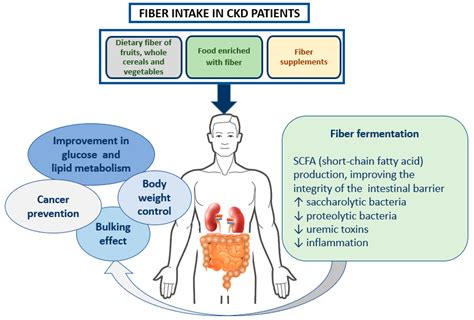 Nutrients Free Full Text Dietary Fiber And Gut Microbiota In Renal