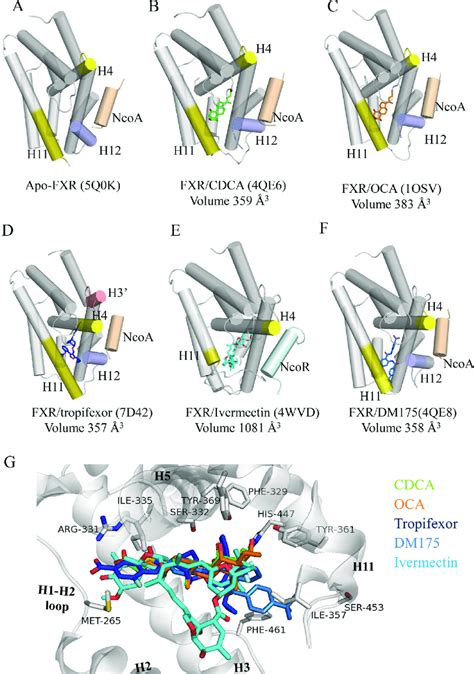 Overall Structures Of FXR In Different States A The Apo FXR