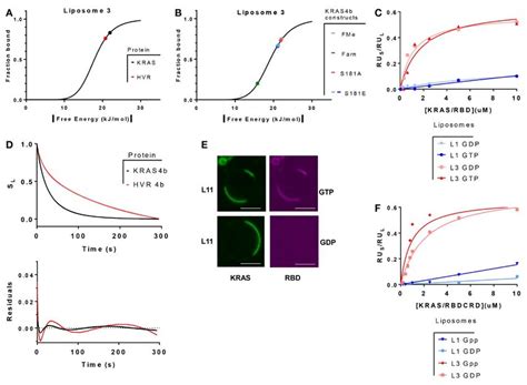 Hvr And Kras Membrane Interaction A Fraction Of Membrane Associated