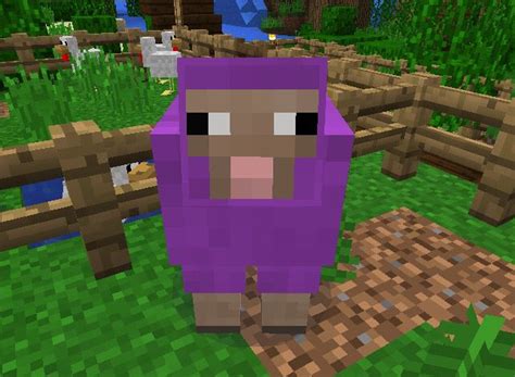 I Love This Picture I Use It For My Wallpaper This Is My Purple Sheep